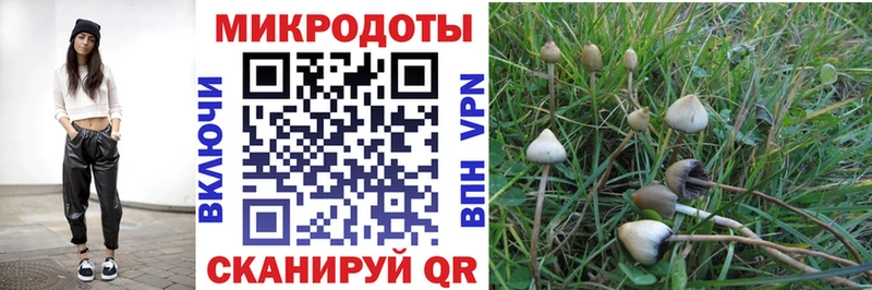 MEGA ONION  Волосово  Псилоцибиновые грибы мухоморы 